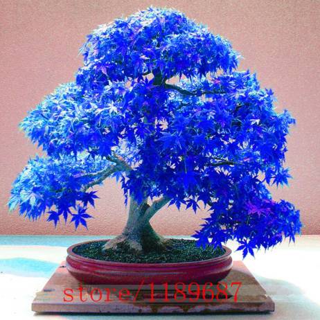 20pcs Purple blue Ghost Japanese Maple Tree, (Acer Palatum),bonsai flower seeds,tree seeds,potted plant for home & garden