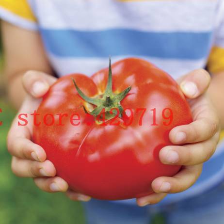 200 pcs Big Beef Hybrid Tomato Seeds giant tomato vegetable and fruit seeds for home garden NO-GMO buy-direct-from-china