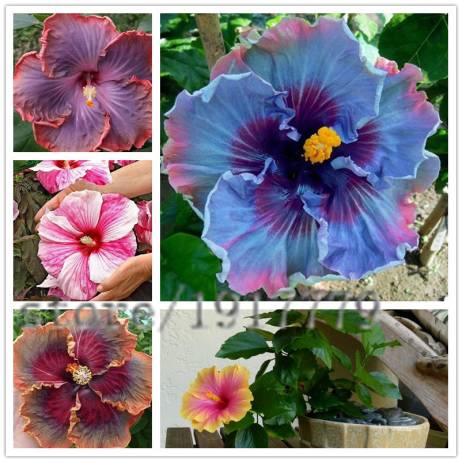 100pcs/ Giant Hibiscus Flower Rare plant indoor flower seeds, DIY home / garden courtyard bonsai colored hibiscus flower