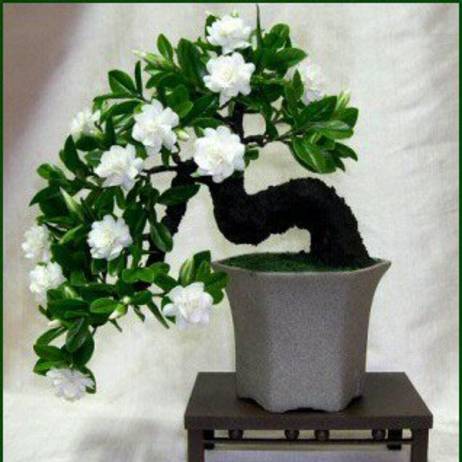 100 Gardenia Seeds (Cape Jasmine )-DIY Home Garden Potted Bonsai, amazing smell & beautiful flowers, Free Shipping