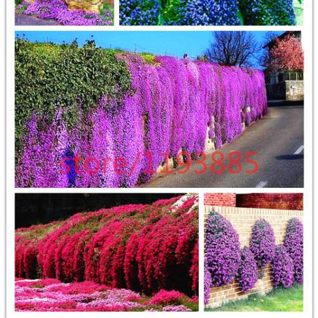 100 pcs rock cress seeds PERENNIAL FLOWERING GROUNDCOVER SEEDS rare flower seed for home garden