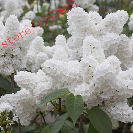 100pcs White Japanese Lilac Seeds (Extremely Fragrant) clove flower seeds for home & garden