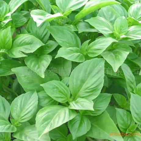 Basil seeds - Packaging 100seed