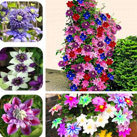Bonsai clematis bulbs wire lotus plant se...