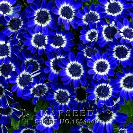 Free Shipping 50 Blue Daisy , Blue Cineraria easiest growing flower, hardy plants flower seeds exotic ornamental flowers