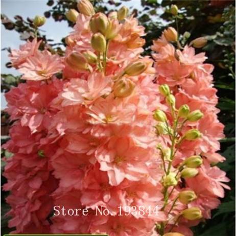Delphinium Seeds Forking Larkspur Salmon King (Delphinium consolida) Organic Flower Seed 30PCS AA