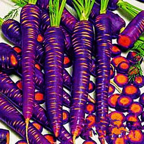 Vegetable fruit seeds Purple Dragon Carrot seed Anti-aging ginseng nourishing Bonsai plants Seeds for home & garden 500 seeds