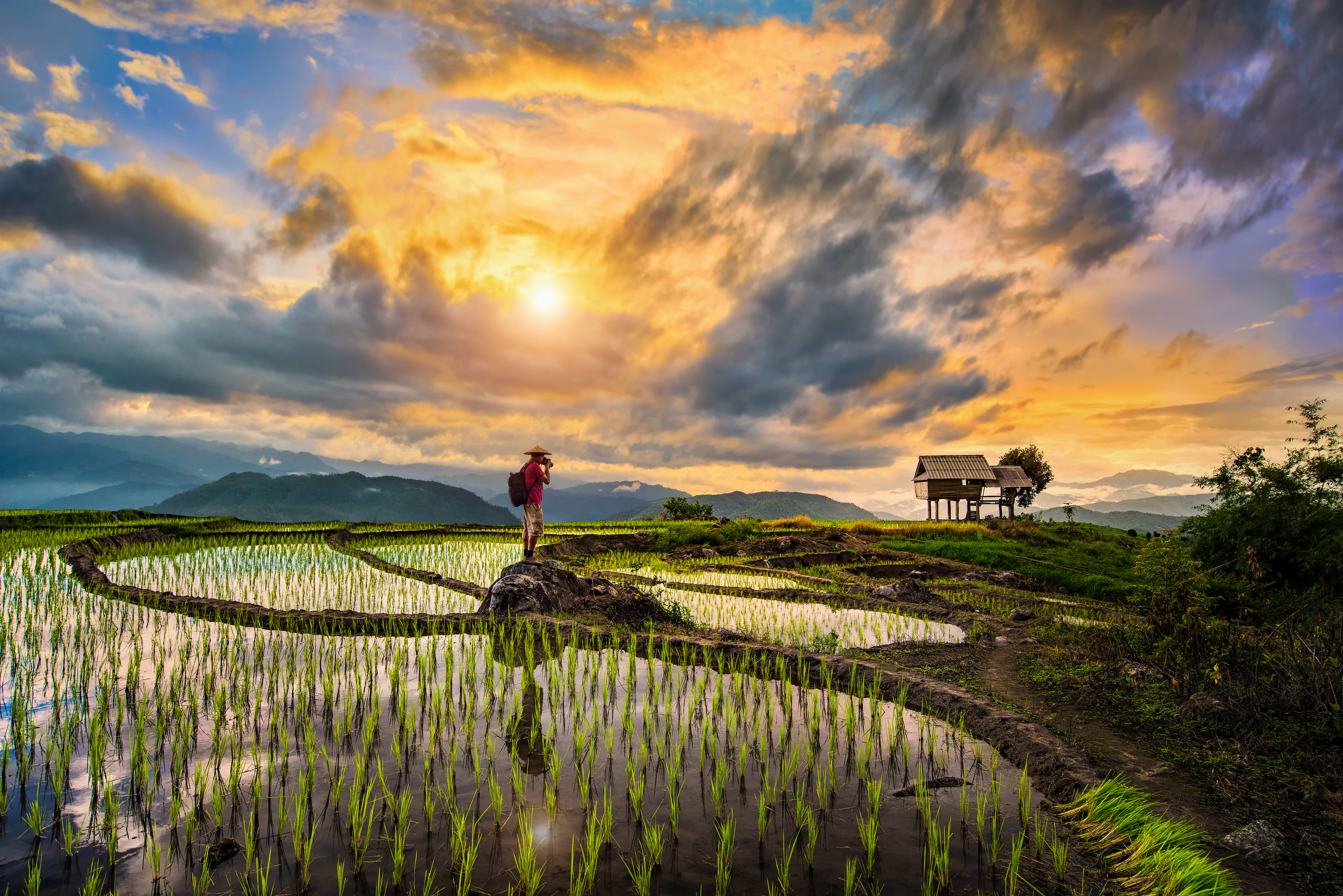 Uma pessoa em um campo de arroz, durante o por do sol.