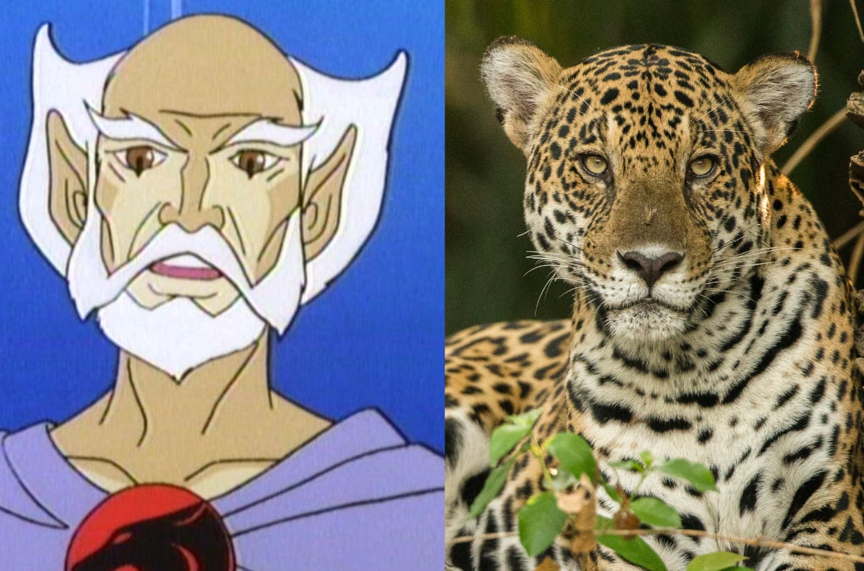 Você sabia que cada personagem de Thundercats é uma espécie diferente de  felino?