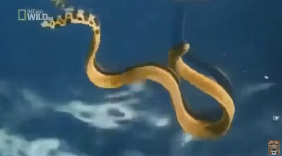 Serpente marinha venenosa é encontrada na Califórnia – como ela chegou lá?