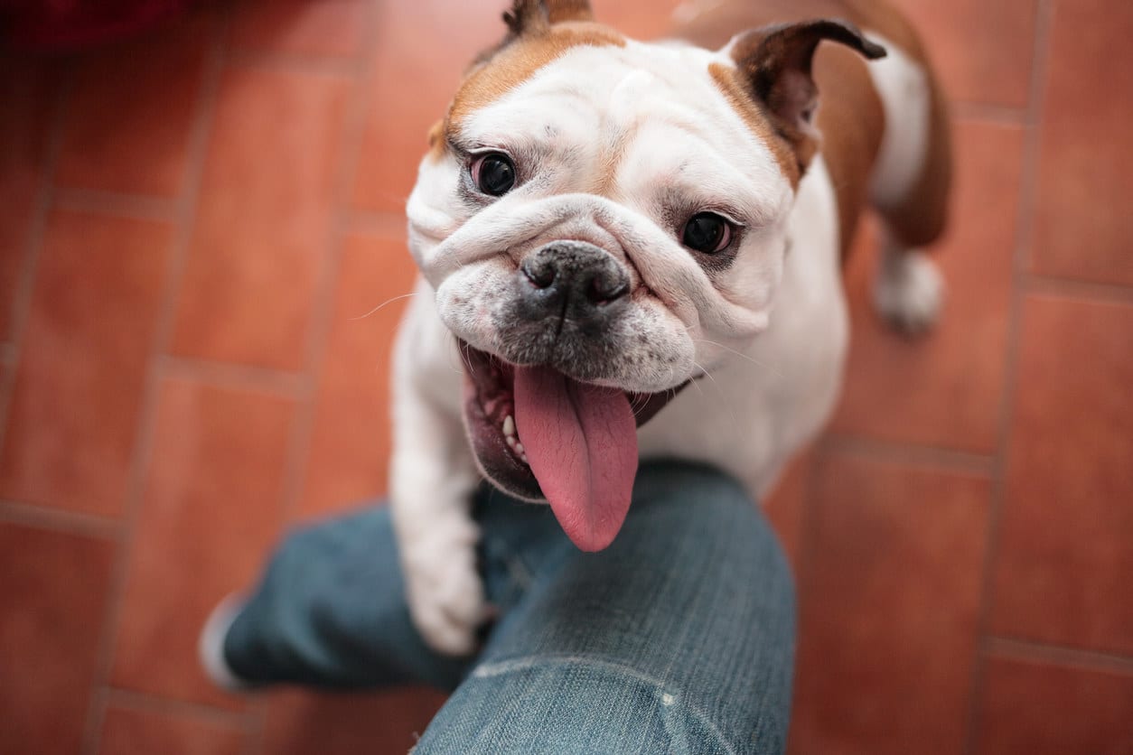 A bulldog with its tongue out hugging a person's leg