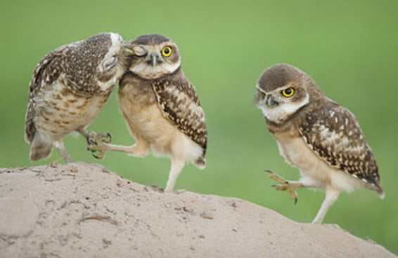 31 animais selvagens brasileiros fazendo coisas engraçadas e fofas