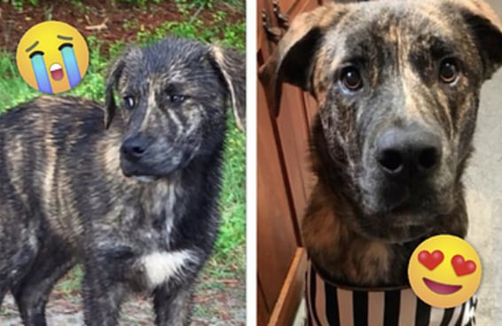 27 fotos de “antes e depois” cachorros resgatados que vão aquecer seu coração
