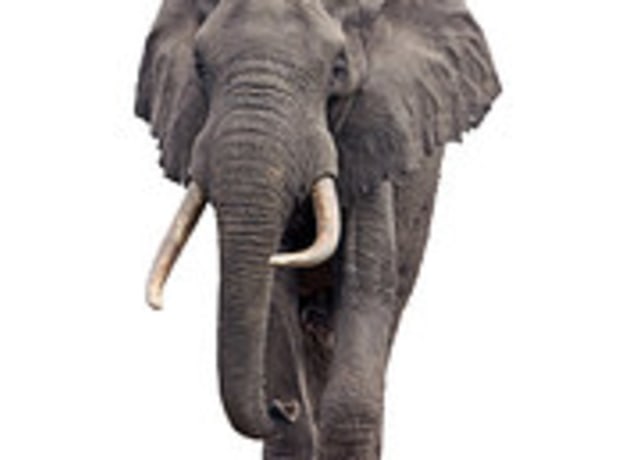 Truques Stardoll Hoje ♥: Quiz #1 Espécies Ameaçadas de Extinção + Elefante  grátis
