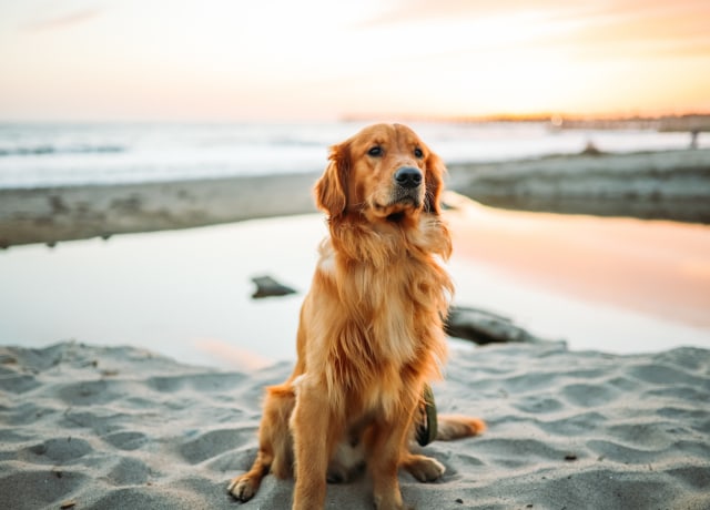 adult dog sitting on white sand near seashore