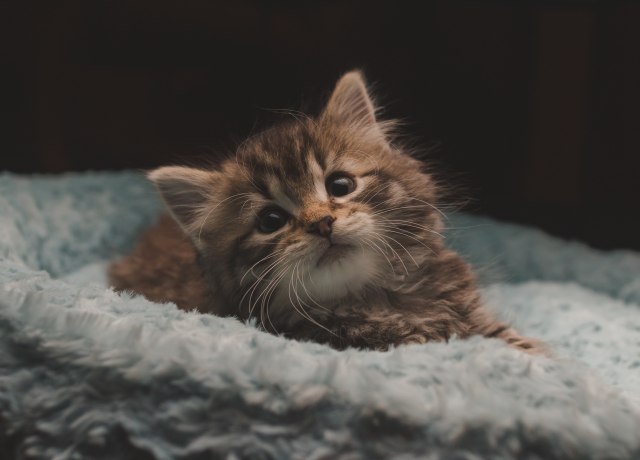 brown tabby kitten on white textile
