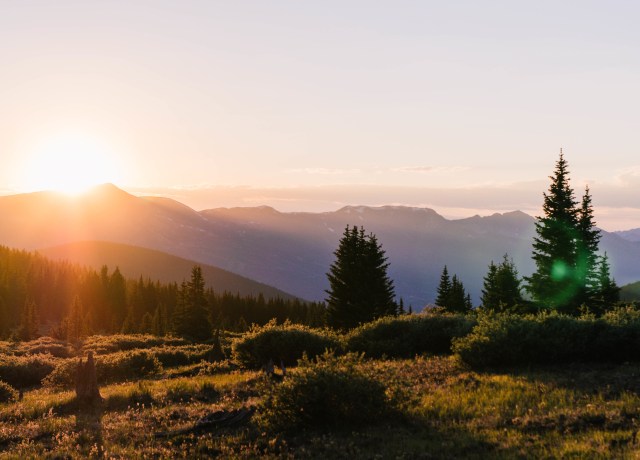 trees during sunset