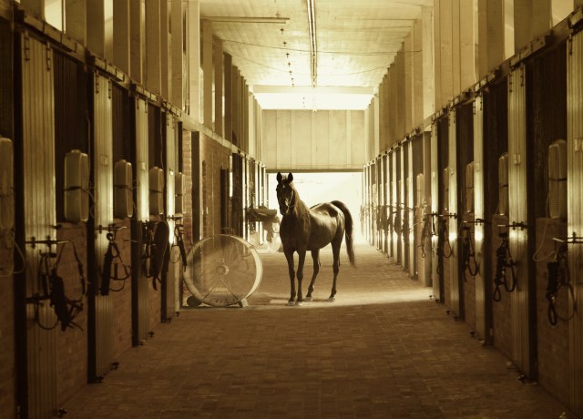 horse standing between stables
