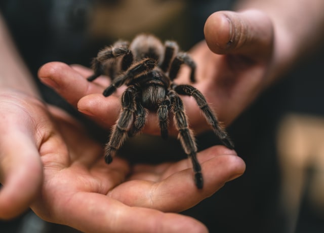 A tarantula walking in hands
