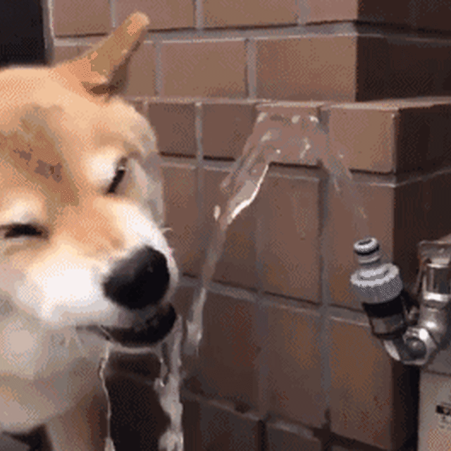 Cachorro amarelo bebe água da torneira e parece sorrir