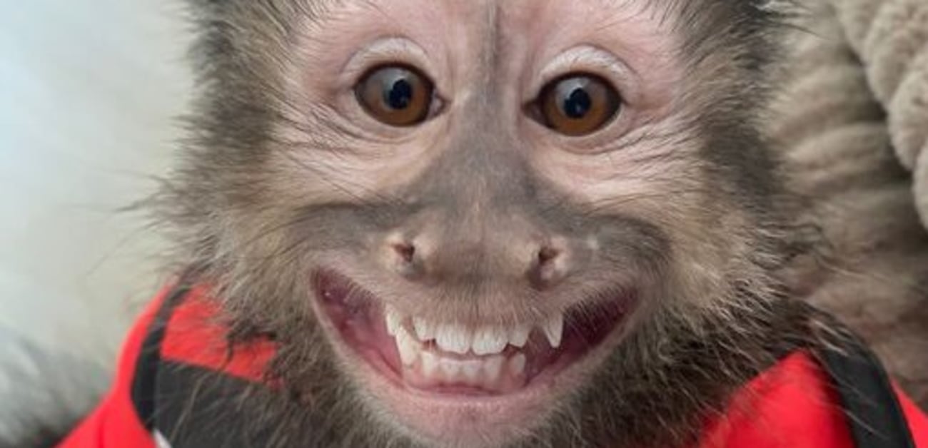 View hilarious video here   Fotos engraçadas de  macacos, Macacos engraçados, Macaco sorrindo