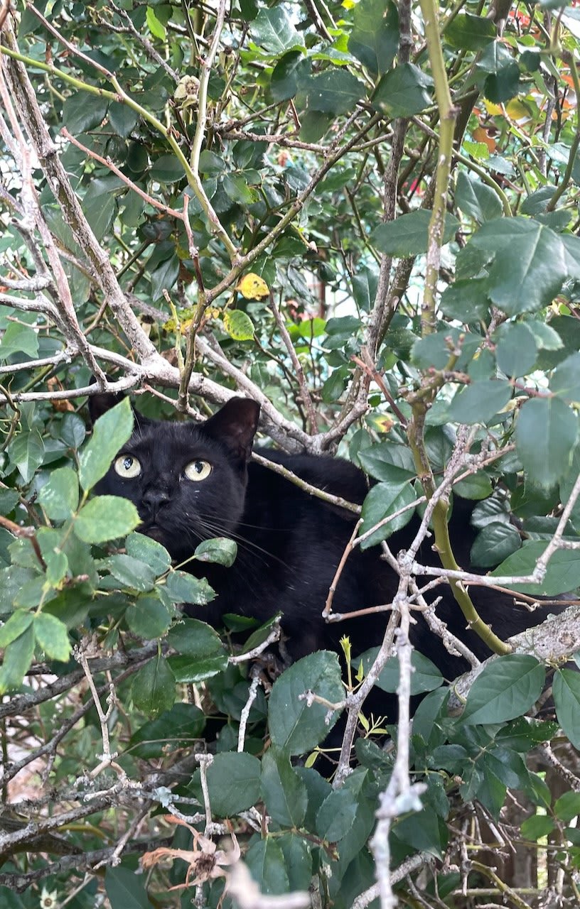 shadow the cat sitting in a rosebush