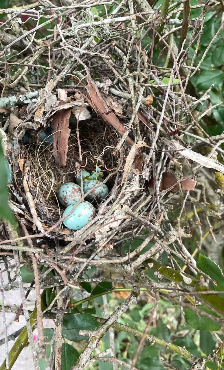 nest of gold-spotted blue eggs in rosebush
