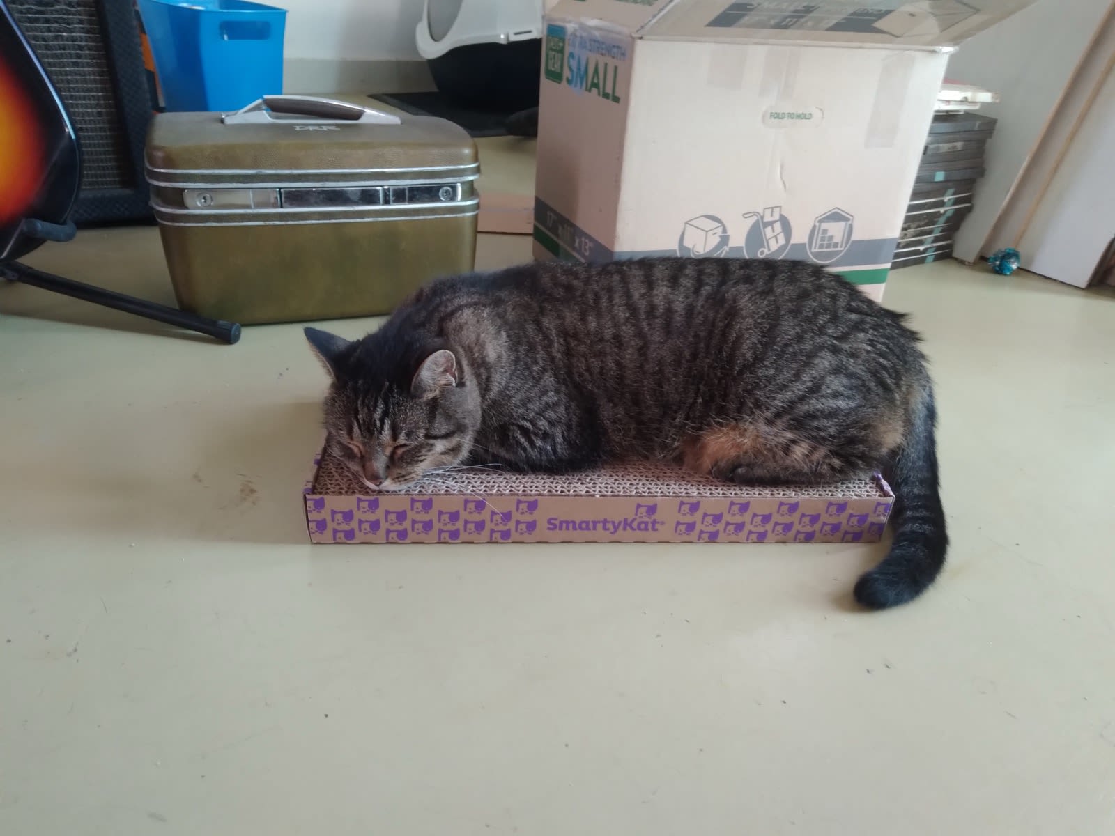 Gina gave buddy a cardboard scratcher for Christmas.