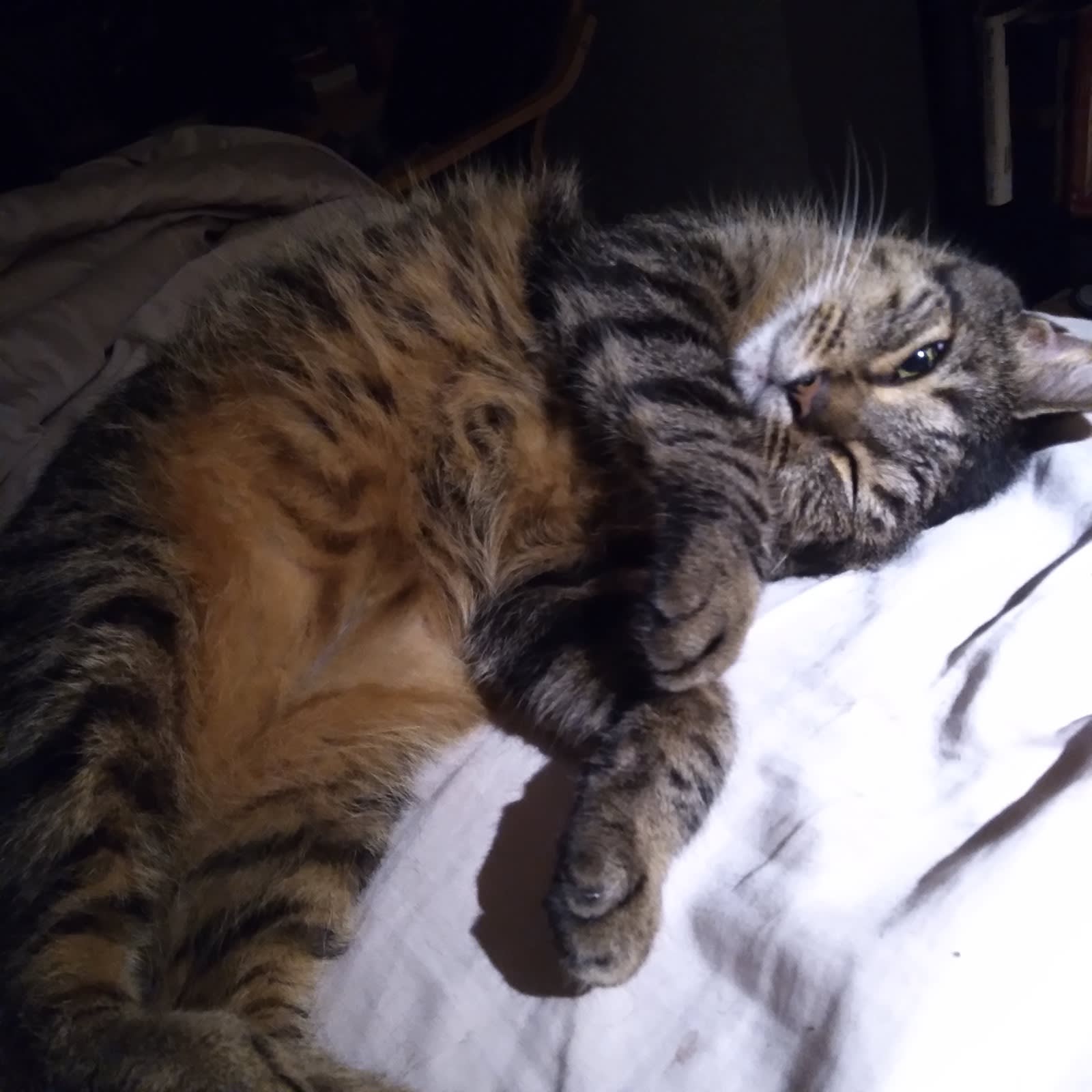I took a picture of Buddy on the bed.