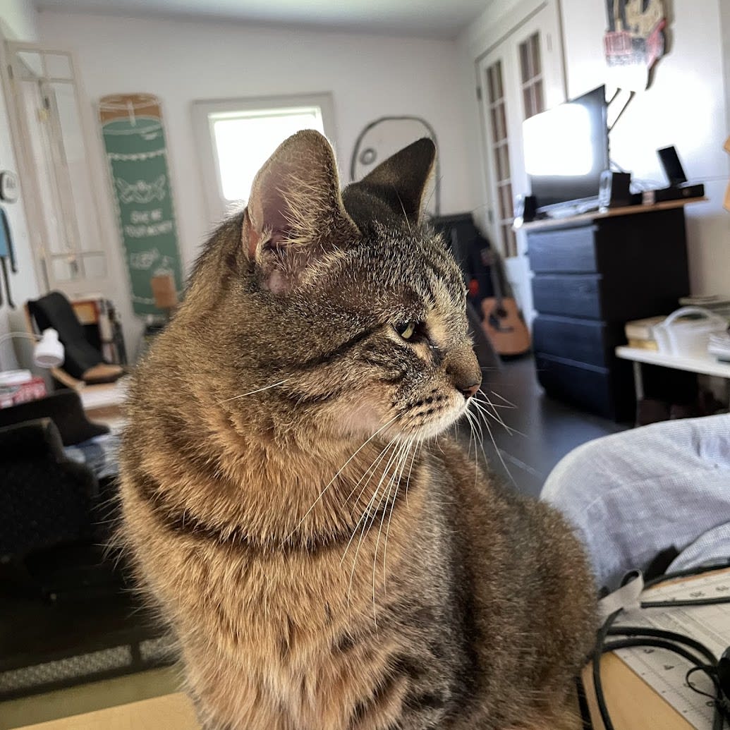 Buddy healed after his surgery.