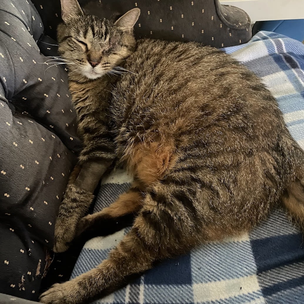 Buddy healed after his surgery.
