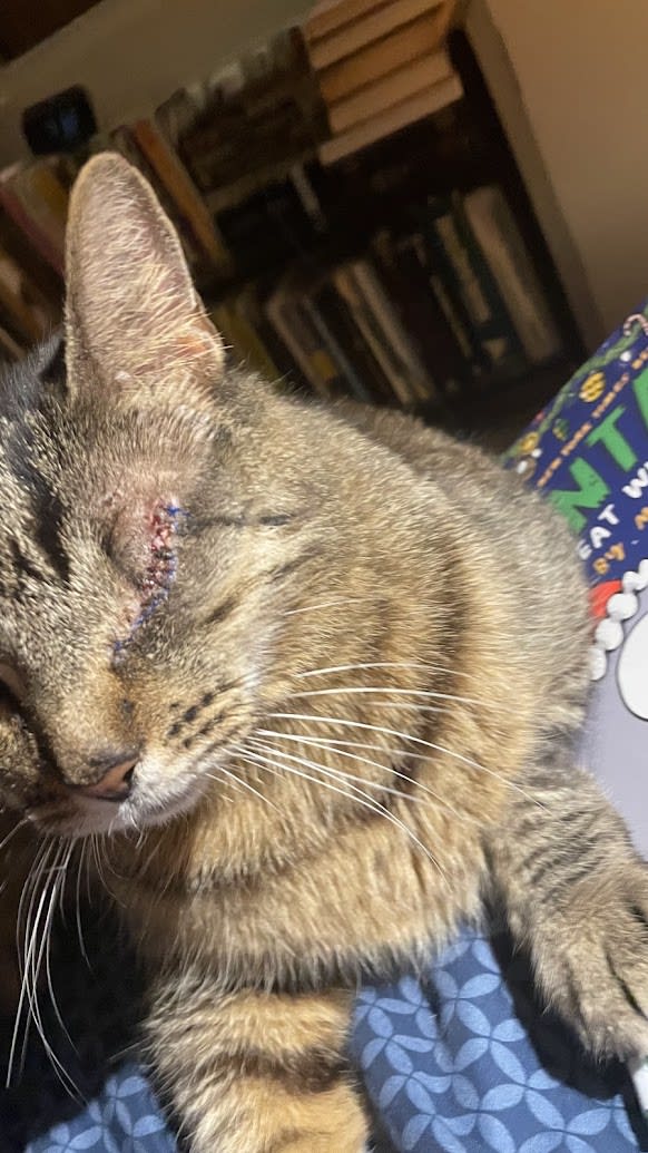 Buddy healed after his surgery.