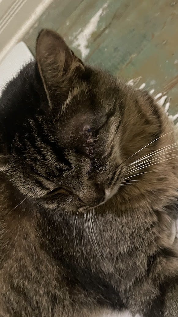 Buddy’s eye sutures still looked good.