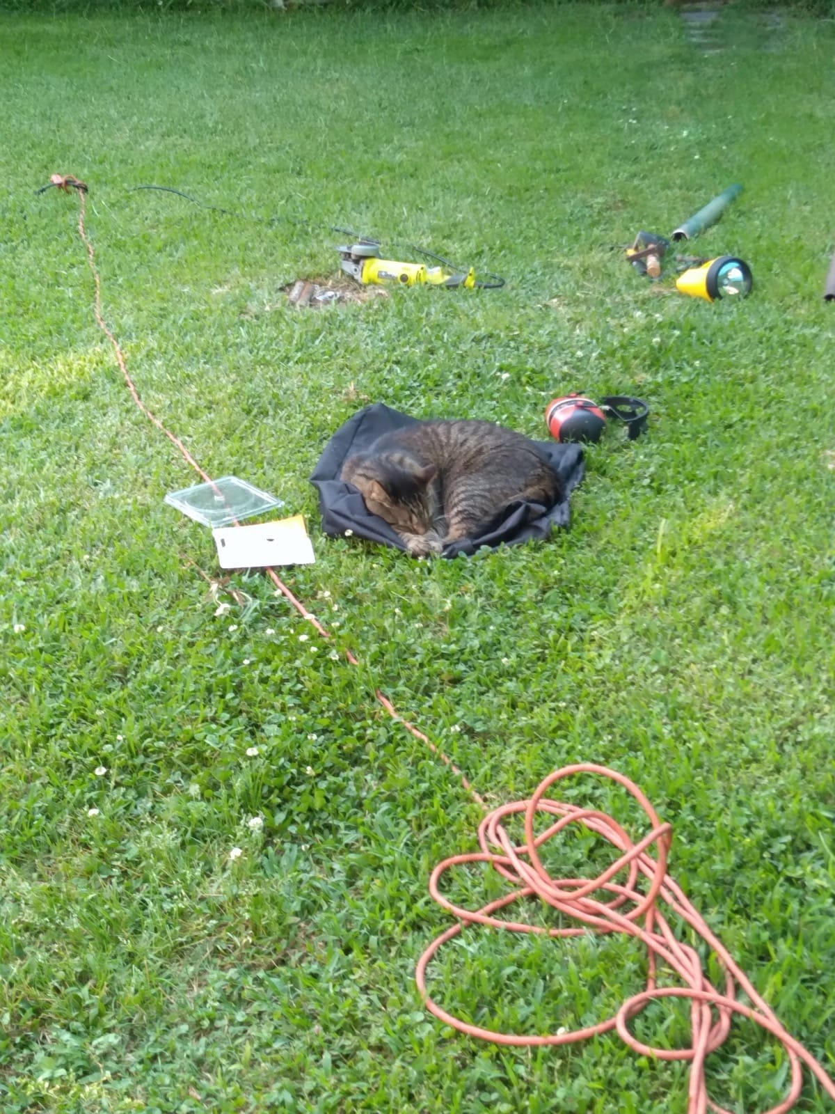 Buddy the cat helping me work. Buddy the cat helping me work.