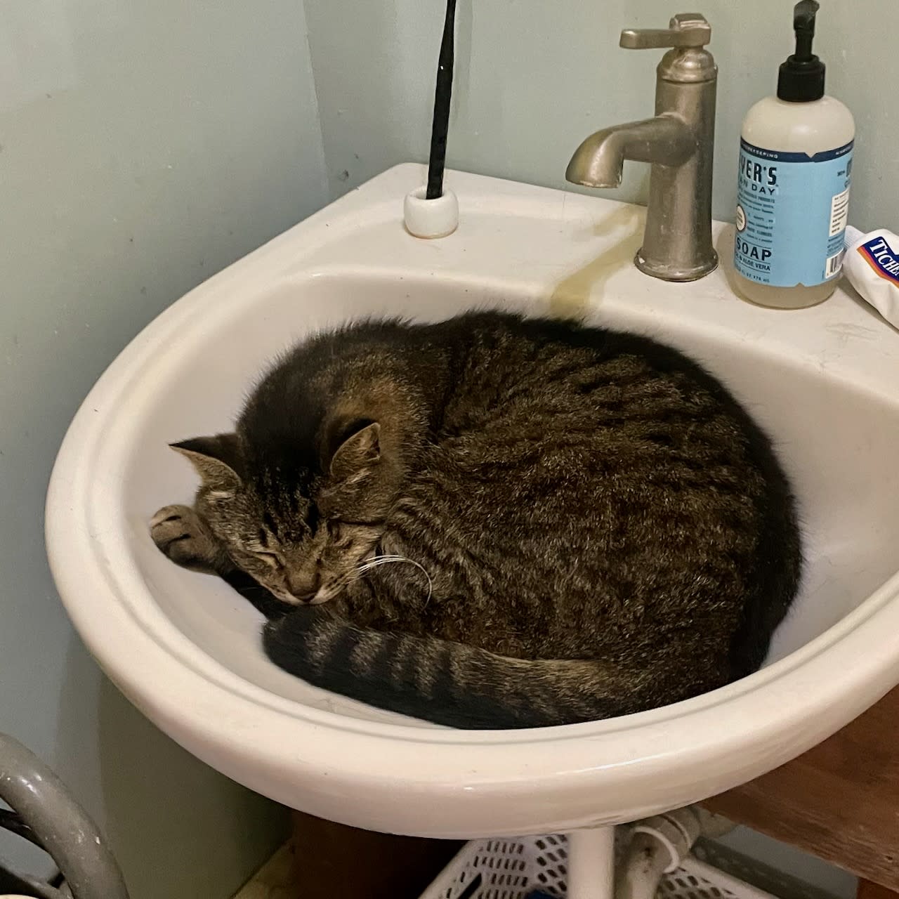Buddy took to sleeping in the bathroom sink for two days.
