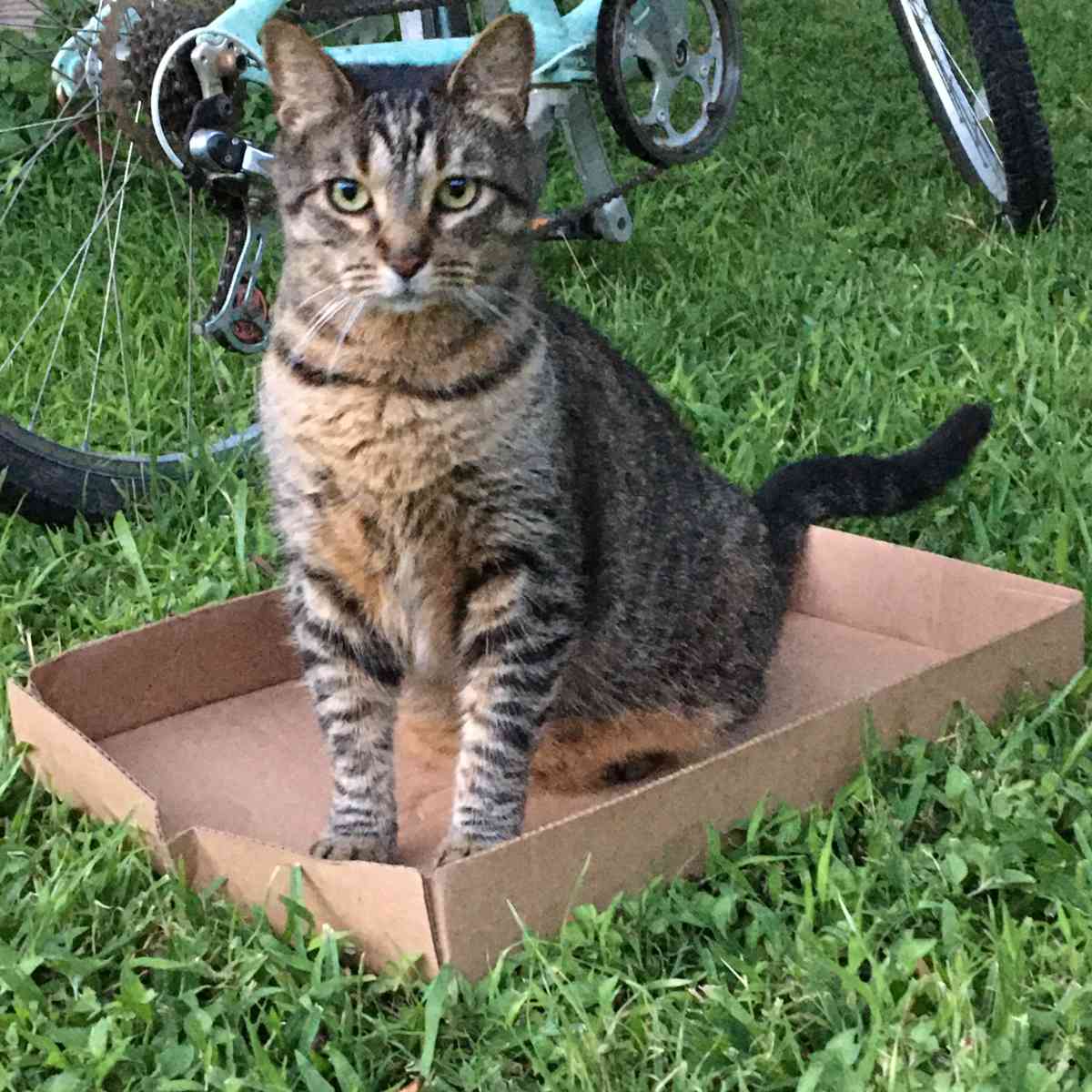 buddy in a box buddy in a box