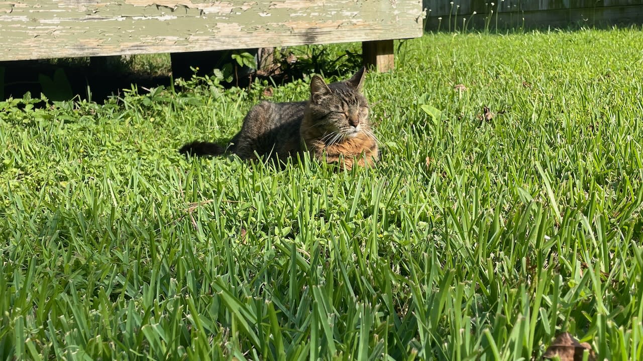 Buddy in the grass in the front yard, April 25, 2025.