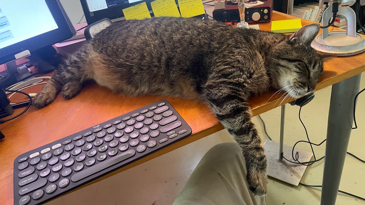Boudreaux napped on my desk.