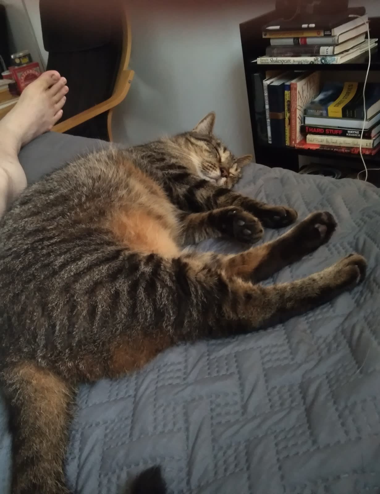 Buddy napping at my feet.