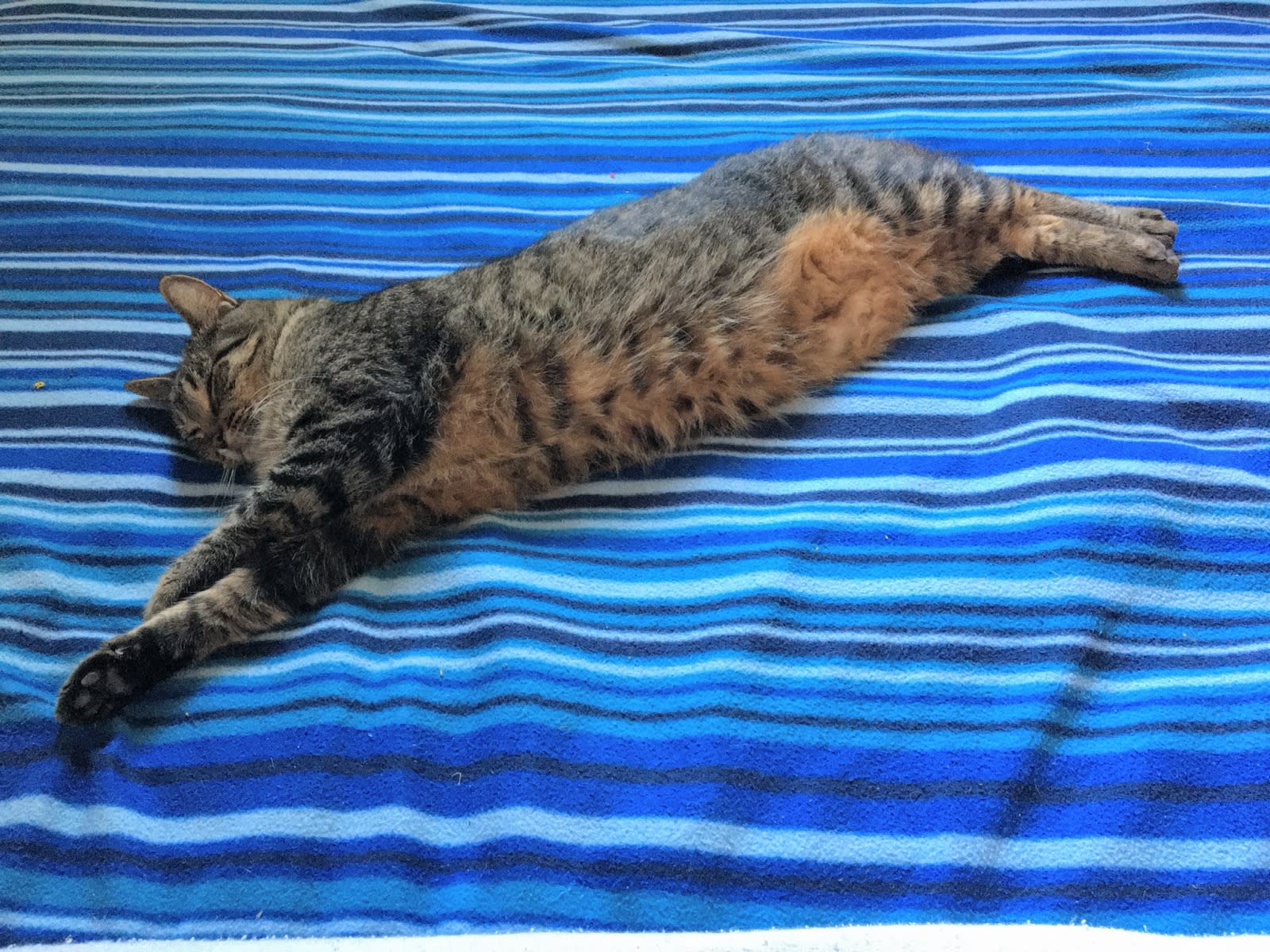 Buddy being his most enormous on the bed Buddy being his most enormous on the bed