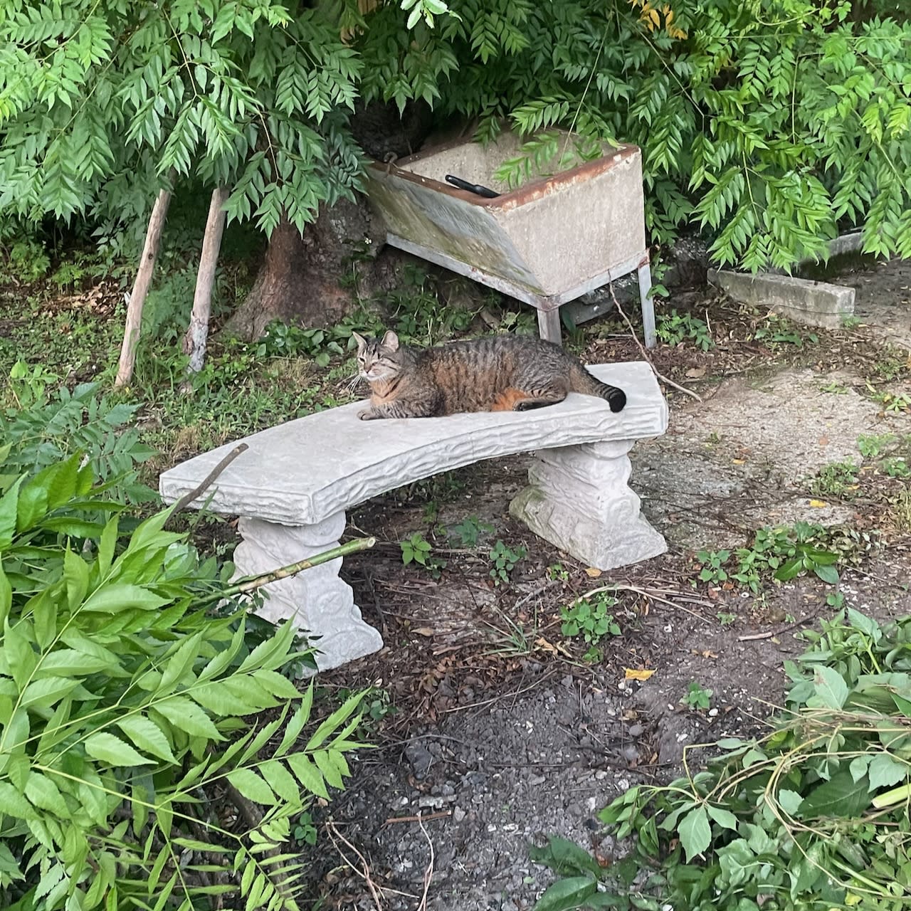 Buddy the cat ona concrete bench in an unkempt yard.