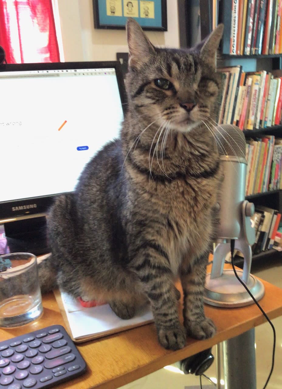 Buddy the cat sitting on David Rhoden's desk.