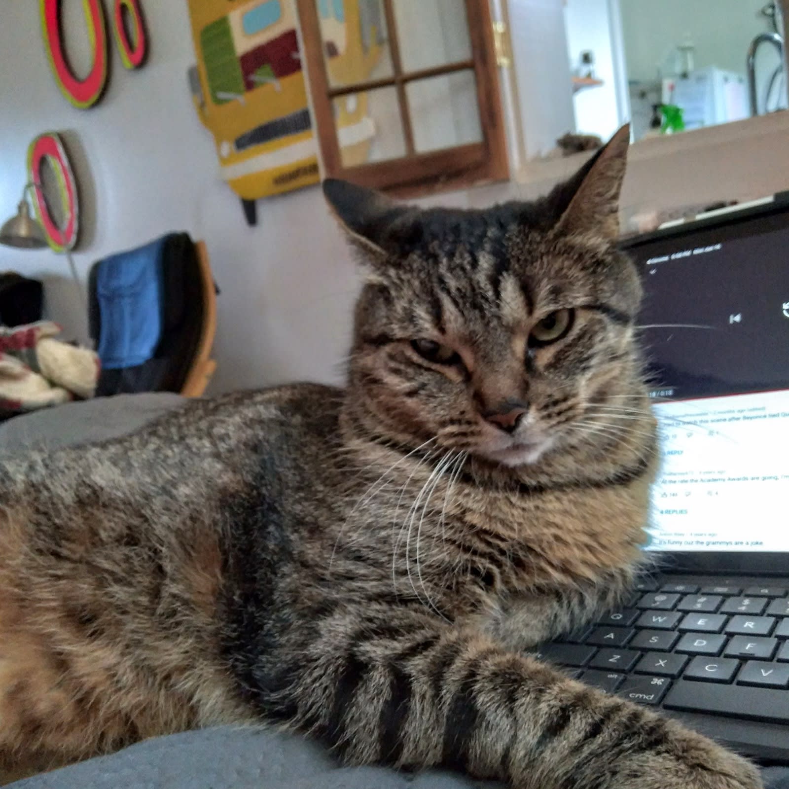 Buddy resting near my iPad