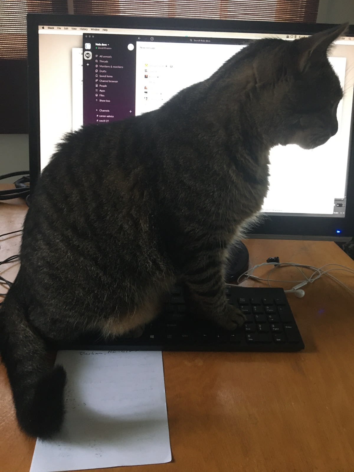 Buddy interfered with my work.
