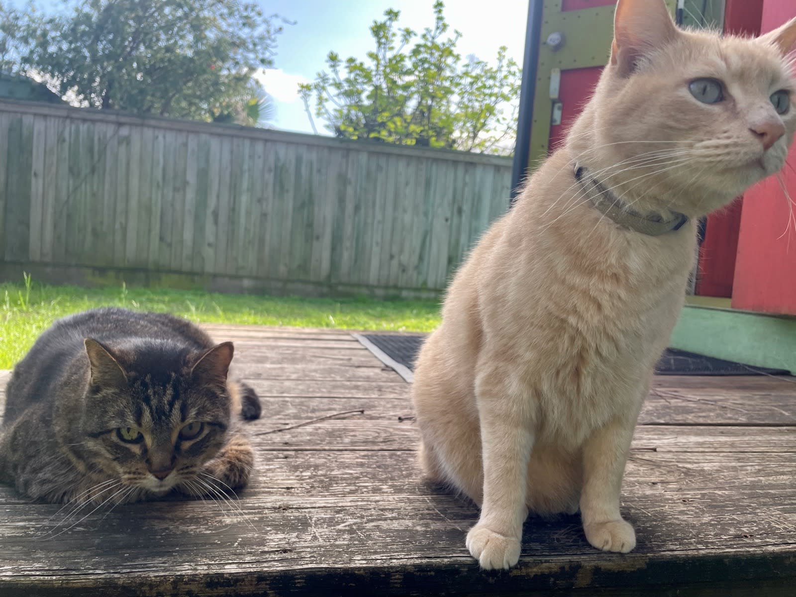 Cats Buddy and Otter watched out for me, guarding back porch.