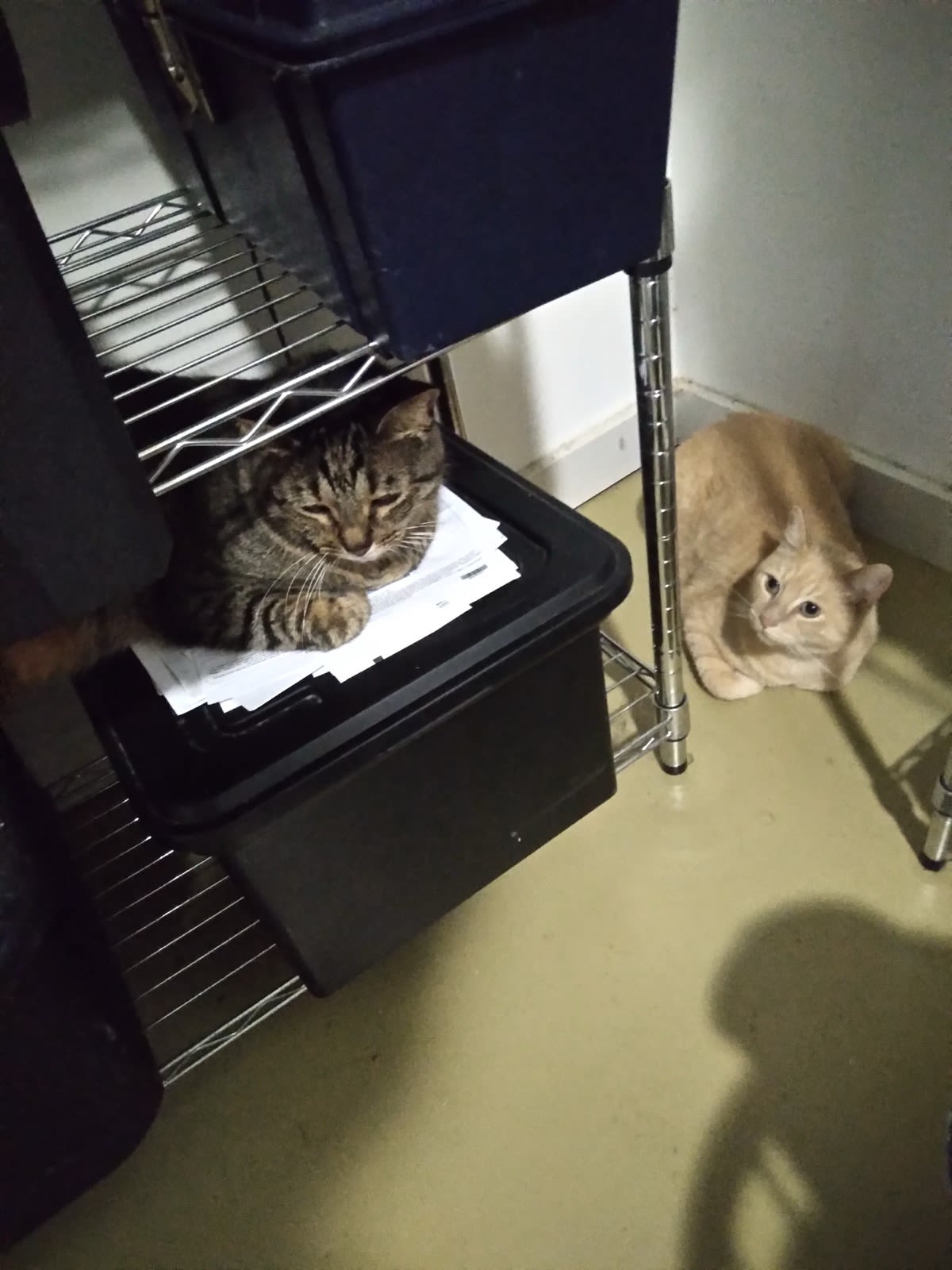 Buddy and Otter the neighbor cat on my office shelves.