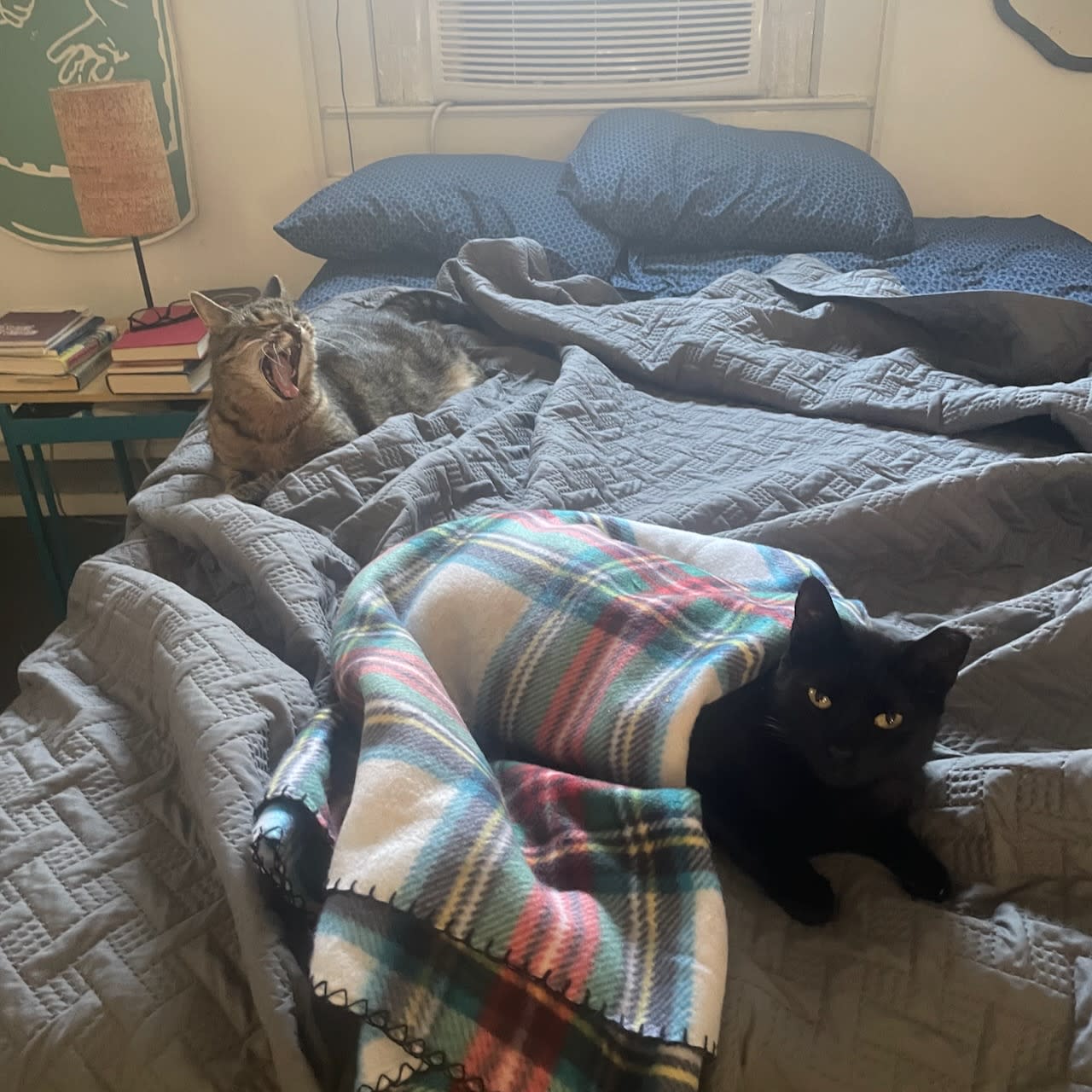 Buddy and Shadow, two cats, shared the bed on a cold morning.