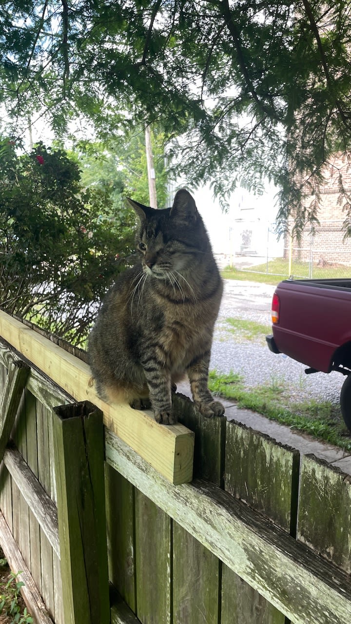 Buddy the regal cat sitting on the fence.