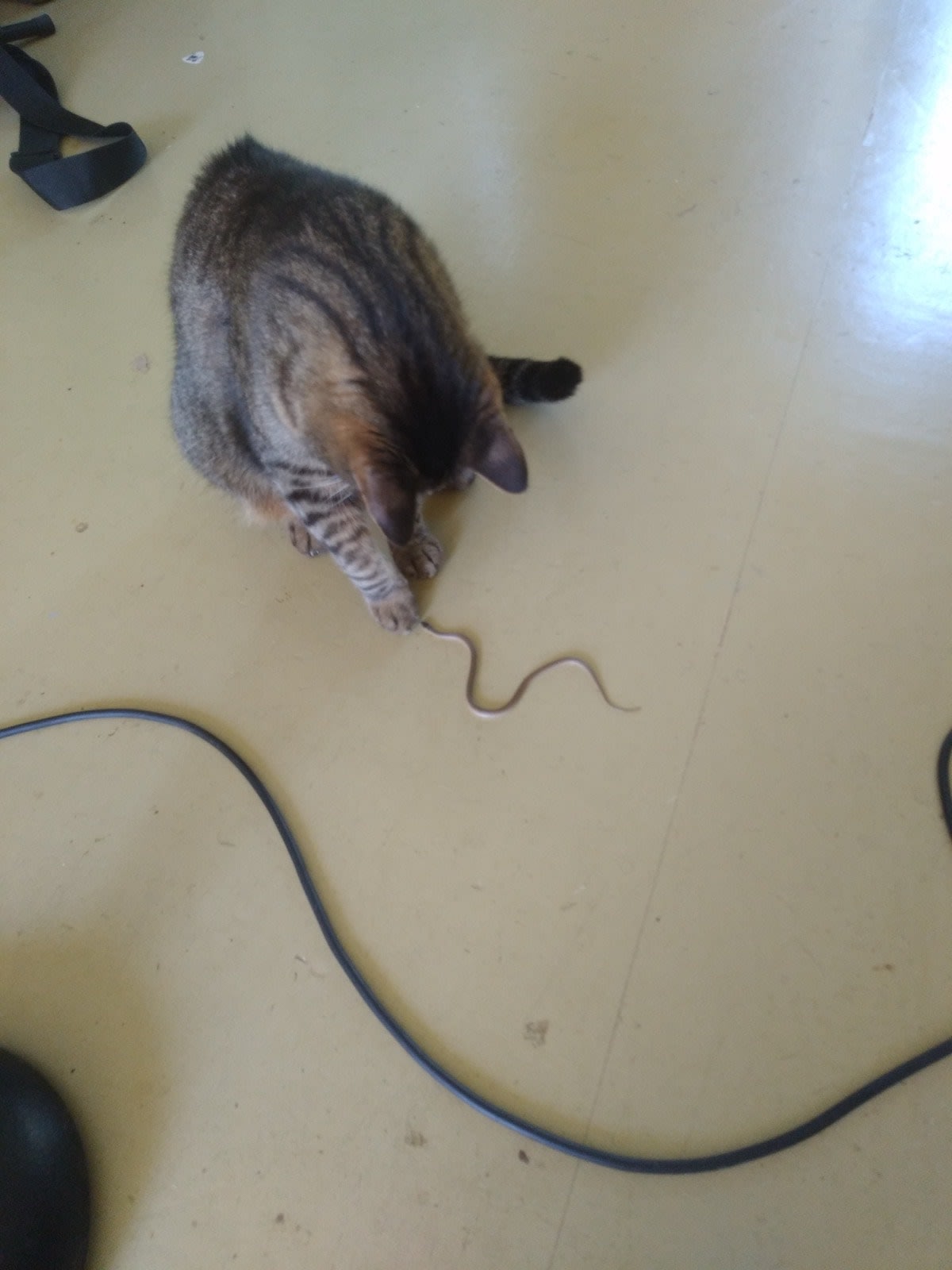 Buddy brought home a friend to play.