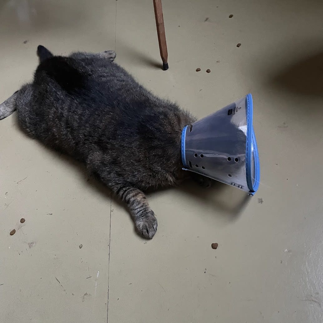 Buddy trying to eat without yet being able to stand up after his surgery.
